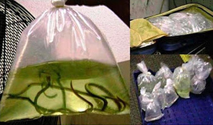The Craziest Things That The TSA Has Ever Confiscated (24 pics)