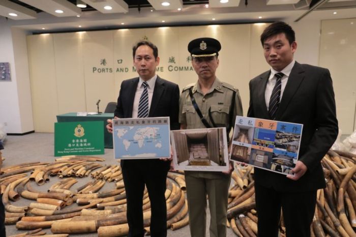 Chinese Customs Officers Confiscate 7 Tons Of Contraband Ivory (6 pics)