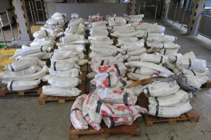 Chinese Customs Officers Confiscate 7 Tons Of Contraband Ivory (6 pics)