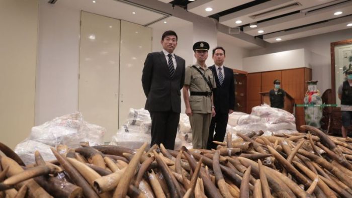 Chinese Customs Officers Confiscate 7 Tons Of Contraband Ivory (6 pics)