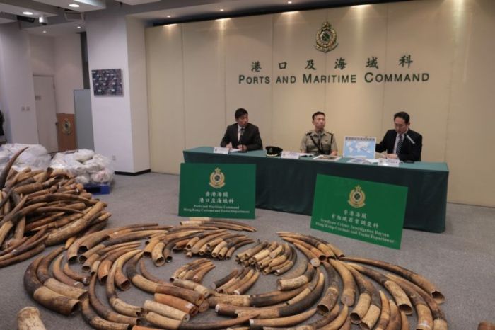 Chinese Customs Officers Confiscate 7 Tons Of Contraband Ivory (6 pics)