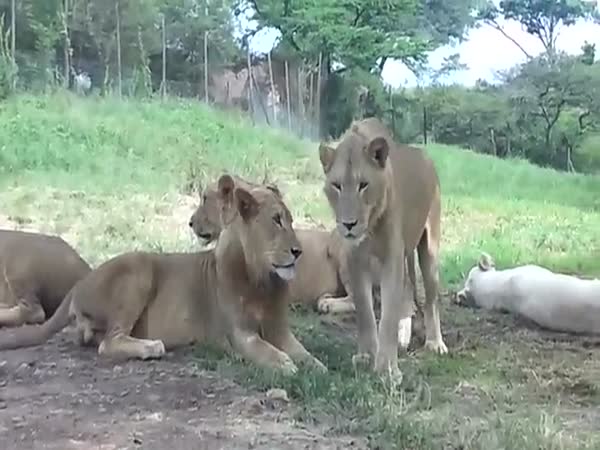 Lion Opens Car Door As Tourists Pass On Their Safari