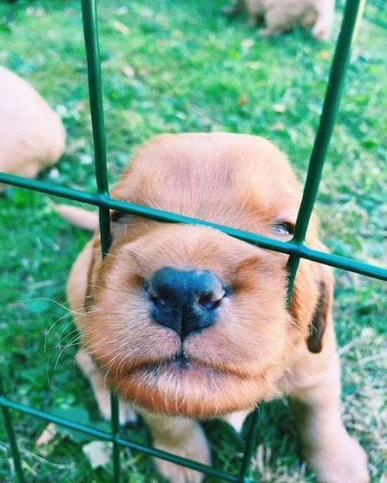Times When Golden Retriever Puppies Were The Purest Thing In The World (30 pics)