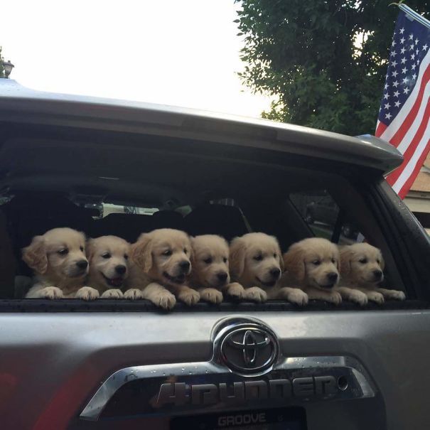 Times When Golden Retriever Puppies Were The Purest Thing In The World (30 pics)