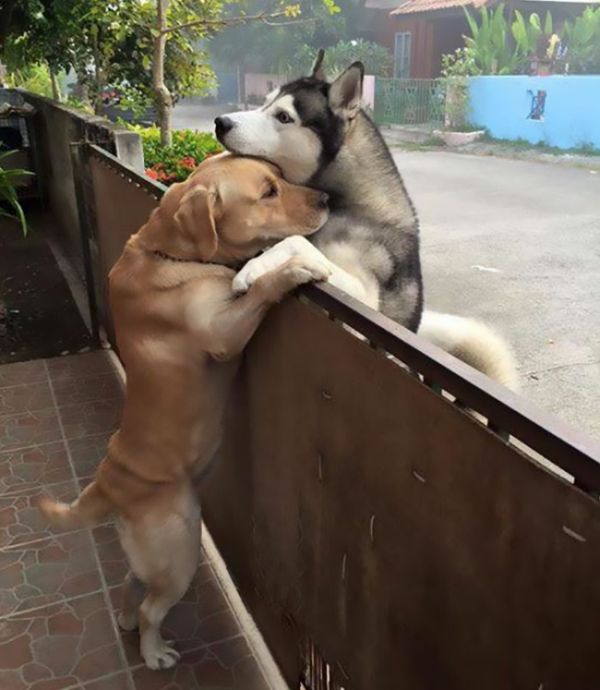 Dog Escapes Yard To Hug His Best Friend (2 pics)