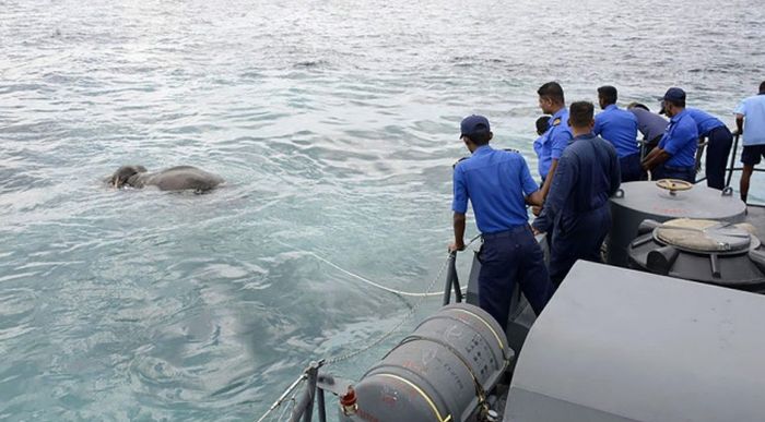 Sri Lankan Navy Saves Elephant After Swimming Ten Miles Out To Sea (5 pics)