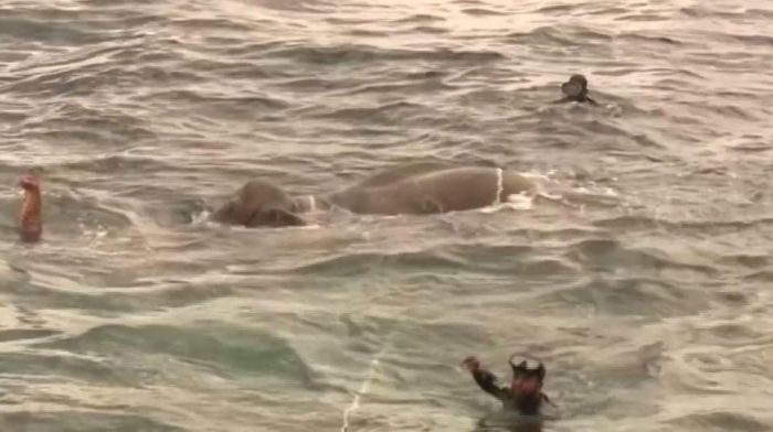 Sri Lankan Navy Saves Elephant After Swimming Ten Miles Out To Sea (5 pics)