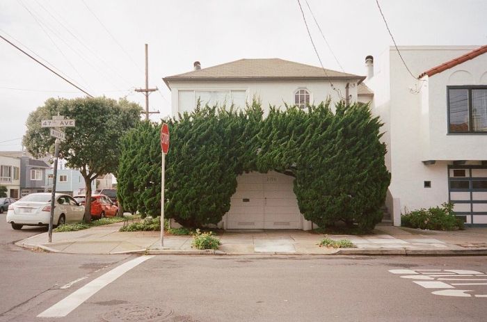 The Unique Trees Of San Francisco (8 pics)