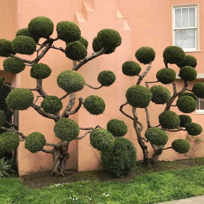The Unique Trees Of San Francisco (8 pics)