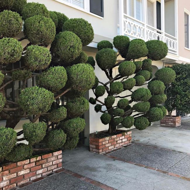 The Unique Trees Of San Francisco (8 pics)
