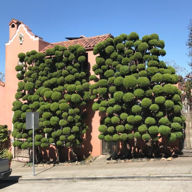 The Unique Trees Of San Francisco (8 pics)