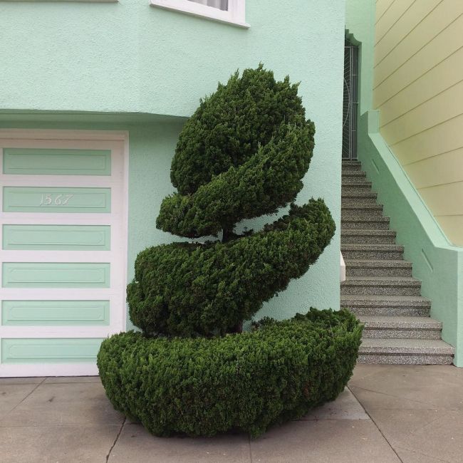 The Unique Trees Of San Francisco (8 pics)
