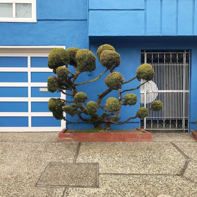 The Unique Trees Of San Francisco (8 pics)
