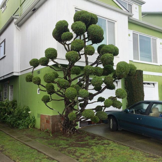 The Unique Trees Of San Francisco (8 pics)