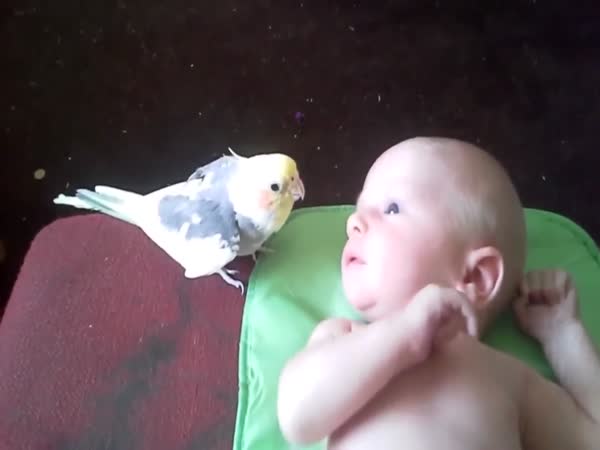 Cockatiel Sings to a Little Baby