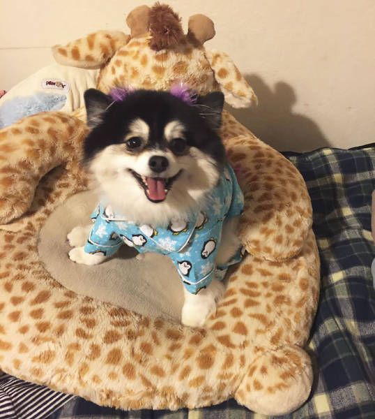 No One Ever Said That Dog Sitting Is Easy (13 pics)