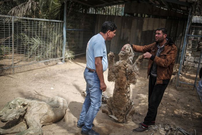 A Touching Story About A Rescued Tiger (8 pics)