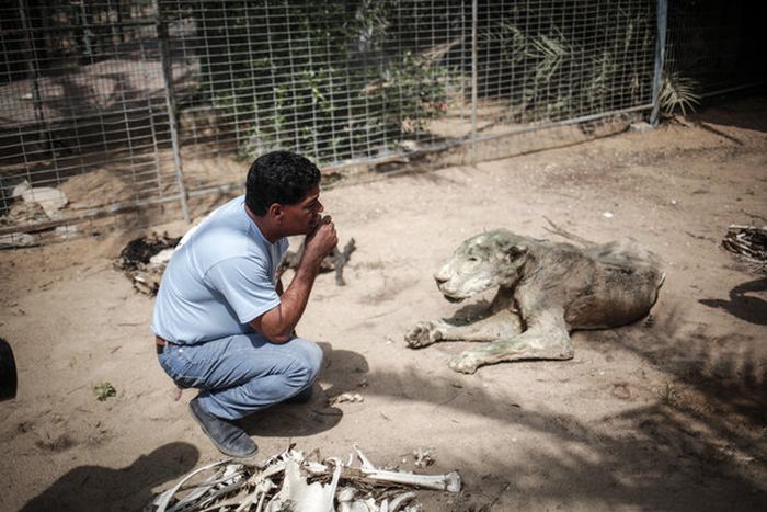 A Touching Story About A Rescued Tiger (8 pics)