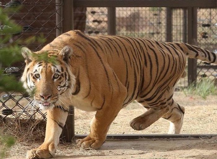A Touching Story About A Rescued Tiger (8 pics)
