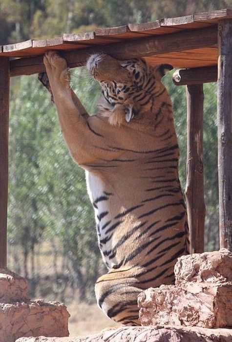 A Touching Story About A Rescued Tiger (8 pics)