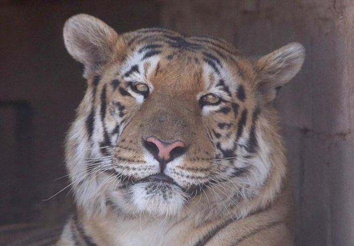 A Touching Story About A Rescued Tiger (8 pics)