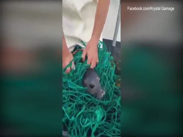 Maine Lobstermen Rescue Seal Pup Trapped In Fishing Nets
