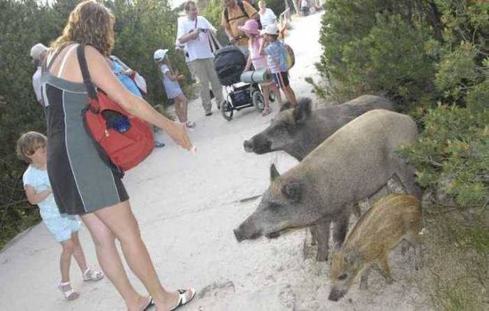 Acid Picdump (106 pics)