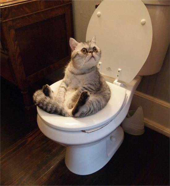 Acid Picdump (106 pics)
