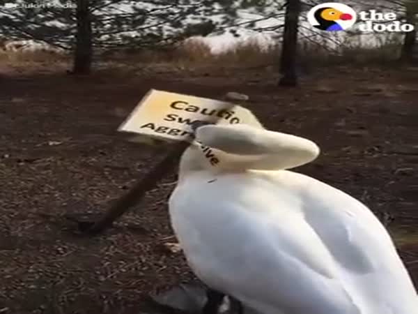 Aggressive Swan Attacks Sign Saying It's Aggressive
