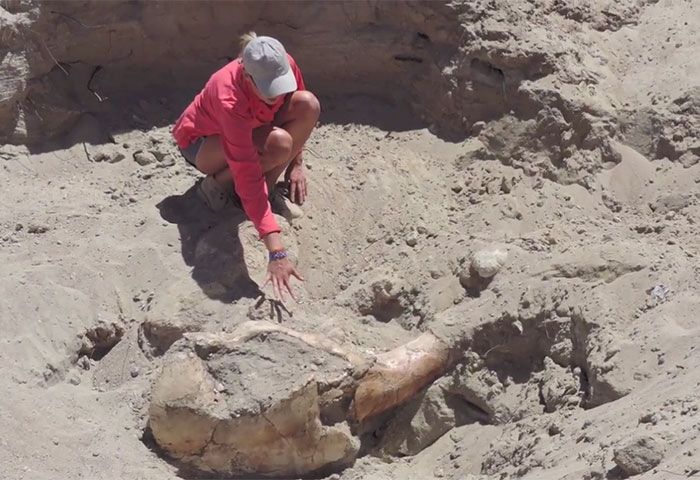 Boy Trips And Discovers Million-Year-Old Fossil (5 pics)