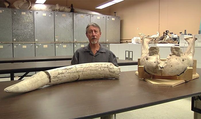 Boy Trips And Discovers Million-Year-Old Fossil (5 pics)