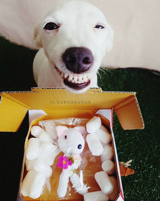 Dog That Always Smile (6 pics)