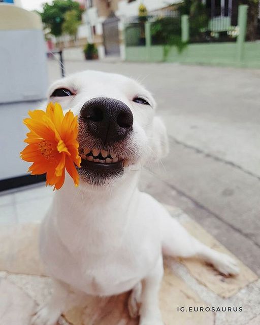 Dog That Always Smile (6 pics)