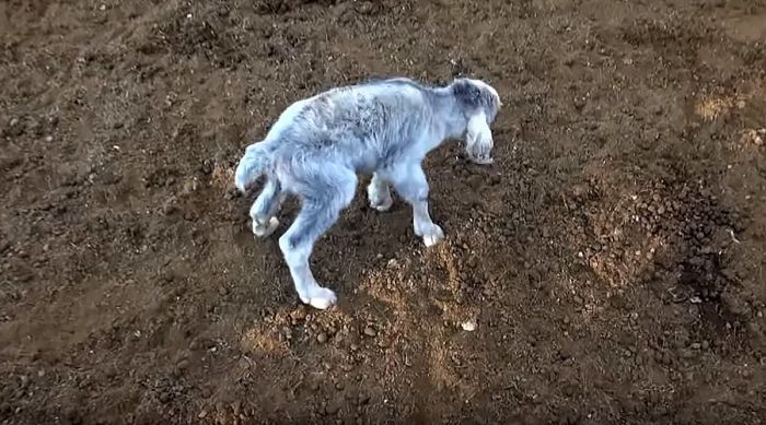 Goat With A Human Face Found In Argentina (4 pics)