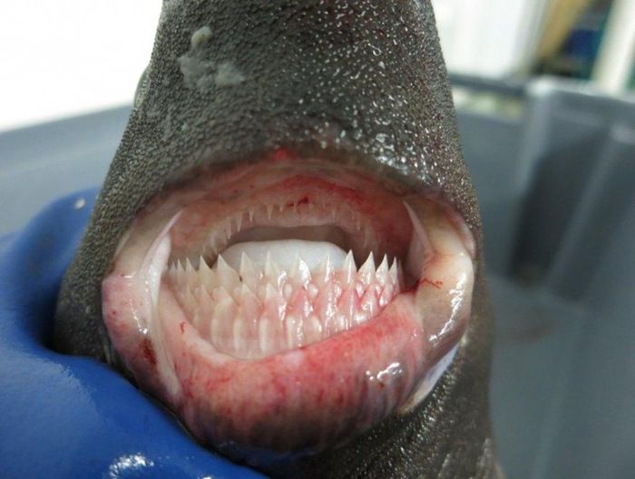 Creepy Things That Are Living In The Ocean (23 pics)