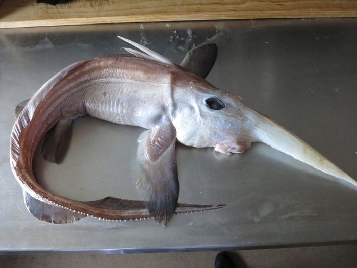 Creepy Things That Are Living In The Ocean (23 pics)