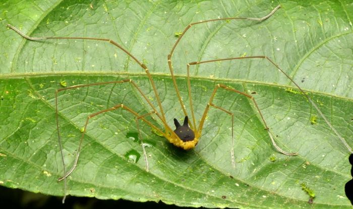 These Spiders Are Adorable Yet Terrifying (4 pics)