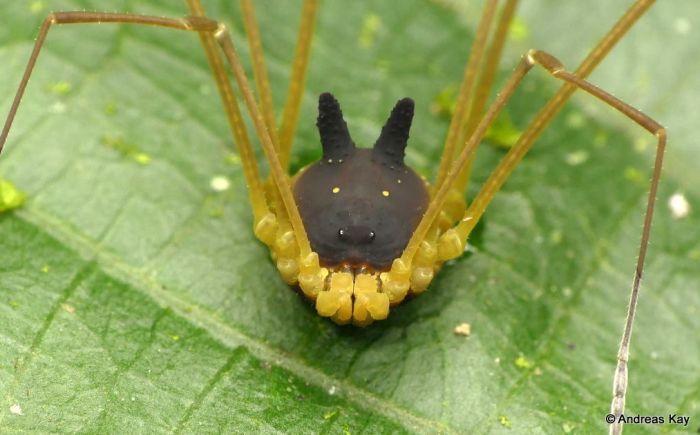 These Spiders Are Adorable Yet Terrifying (4 pics)