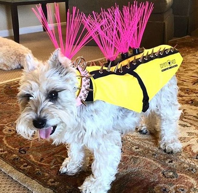 California Couple Creates Mad Max Inspired Outfit For Their Dogs (6 pics)
