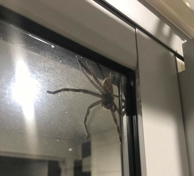 This Might Be The Biggest Spider Ever (3 pics)