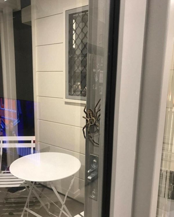 This Might Be The Biggest Spider Ever (3 pics)