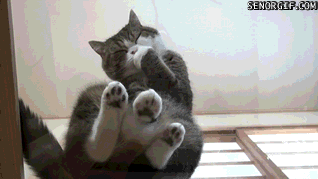 Acid Gifdump, July 27, 2017 (25 gifs)
