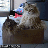 Acid Gifdump, July 27, 2017 (25 gifs)