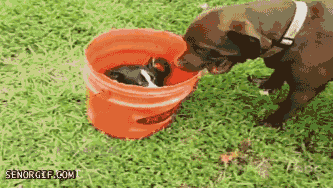 Acid Gifdump, July 27, 2017 (25 gifs)