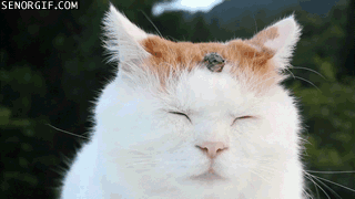 Acid Gifdump, July 27, 2017 (25 gifs)