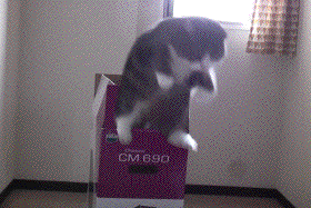 Acid Gifdump, July 27, 2017 (25 gifs)