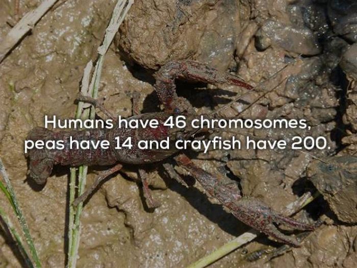 Fascinating Facts About The Human Body (29 pics)