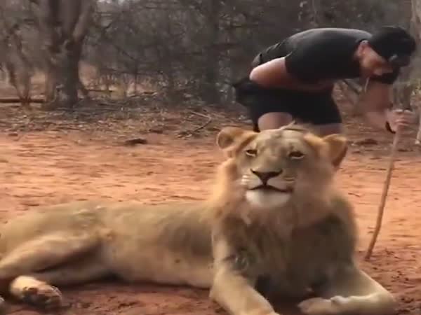 Guy Scared By Lions Sneeze