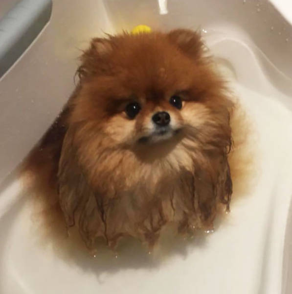 It Turns Out That Pomeranians Are Water Soluble (6 pics)