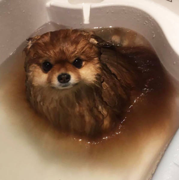 It Turns Out That Pomeranians Are Water Soluble (6 pics)